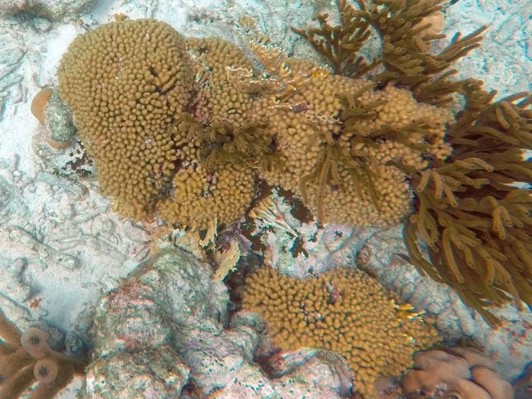 Branching Finger Coral