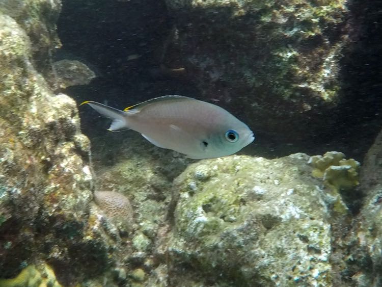 Brown Chromis (4