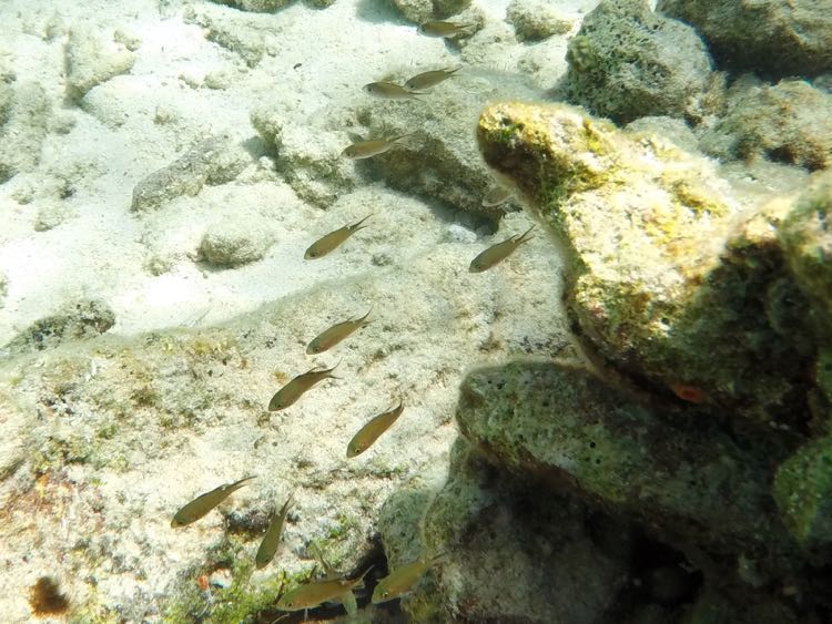 Brown Chromis Juvenile (1