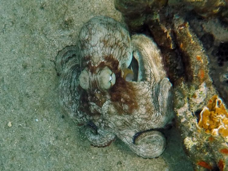 Caribbean Reef Octopus