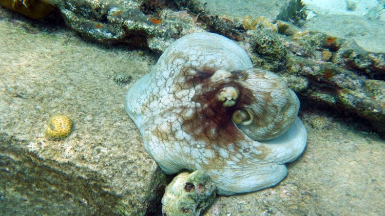 Caribbean Reef Octopus