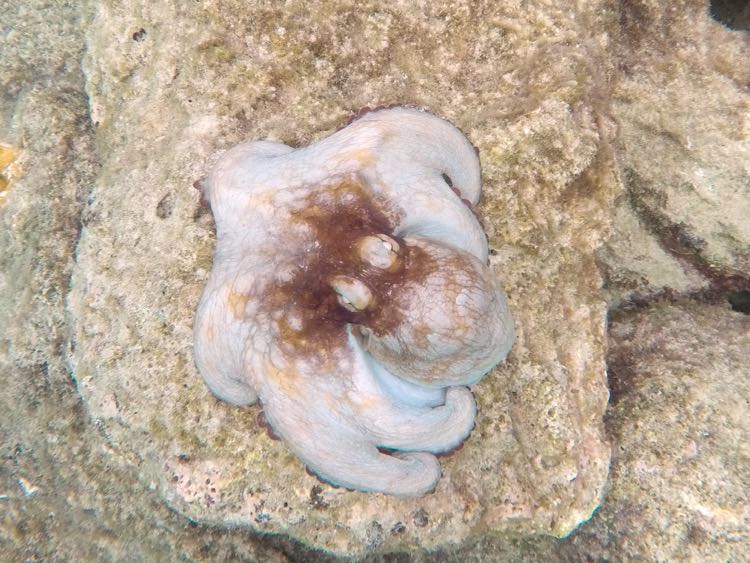 Caribbean Reef Octopus