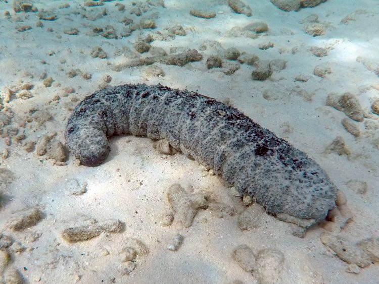 Donkey Dung Sea Cucumber (18