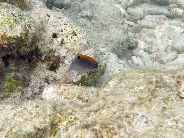 Dusky Damselfish Juvenile (1