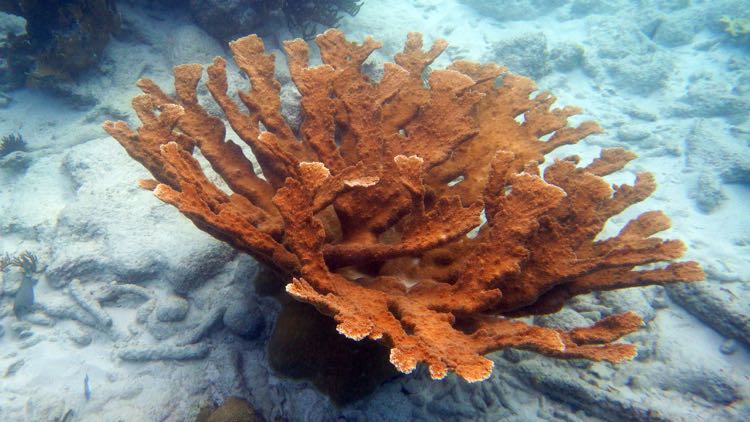 Elkhorn Coral