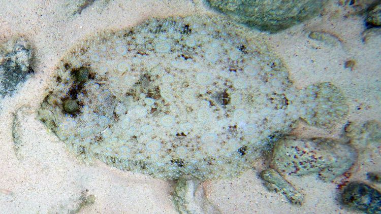 Eyed Flounder (10