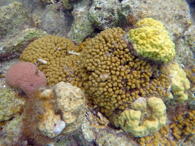 Finger Coral