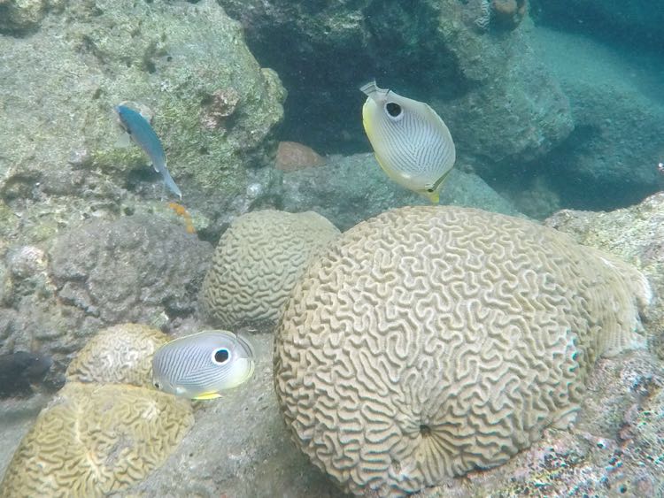 Foureye Butterflyfish (4