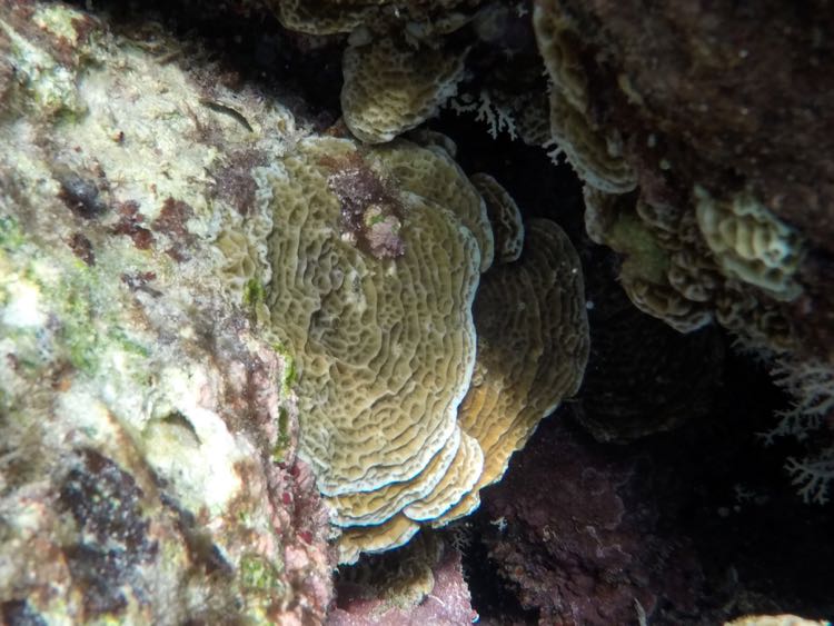 Fragile Saucer Coral