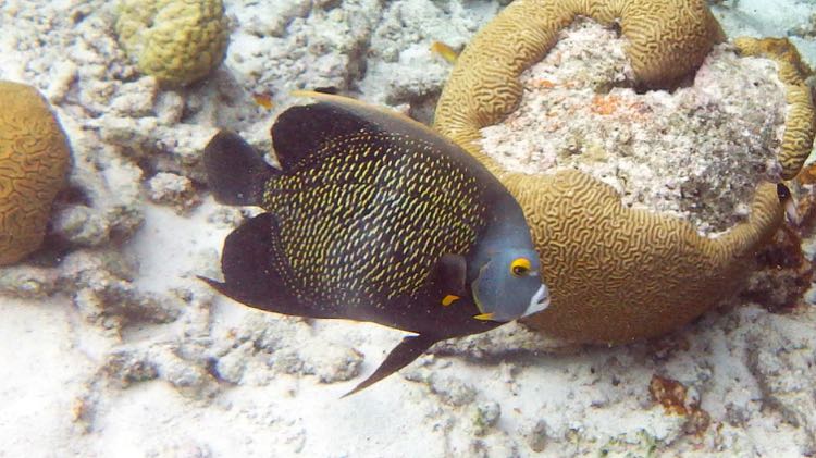 French Angelfish (14