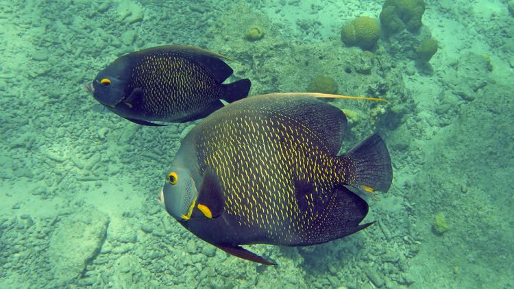 French Angelfish (15