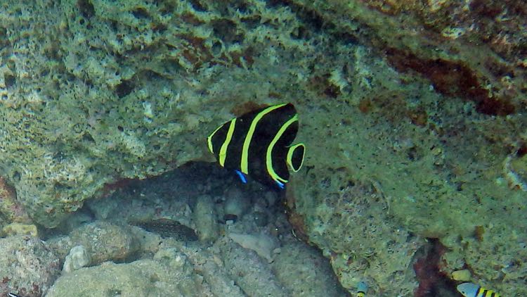 French Angelfish Juvenile (1