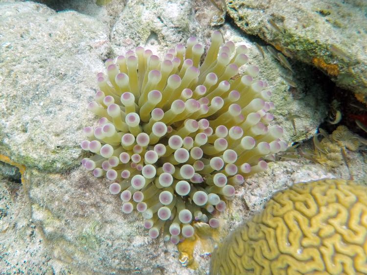 Giant Anemone