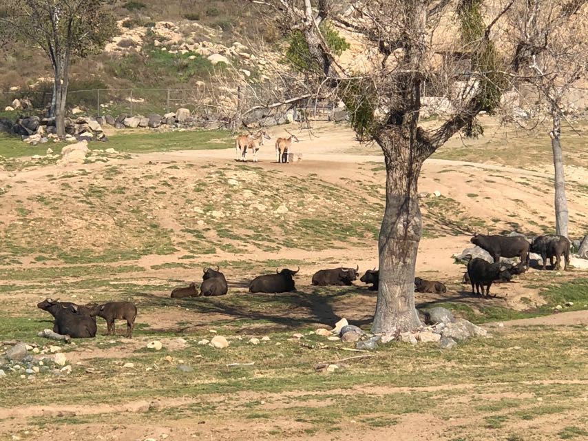 Wild Bufflo on train safari 