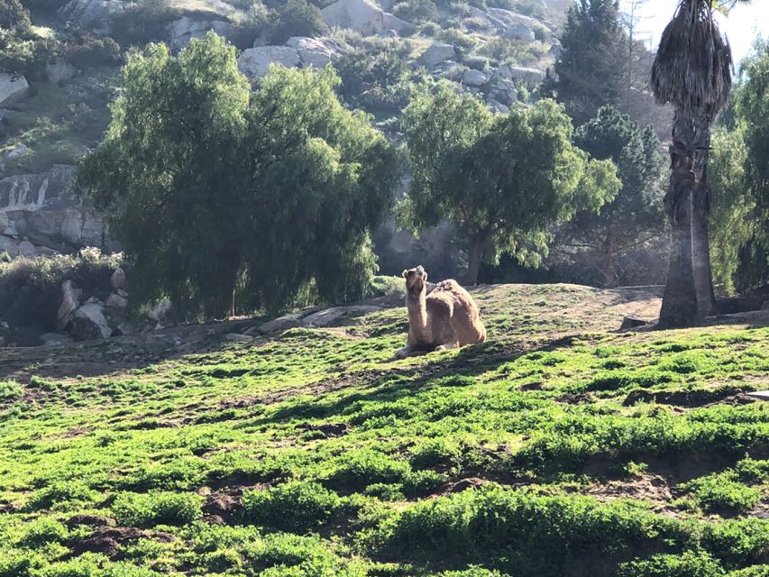 Camel on train safari 