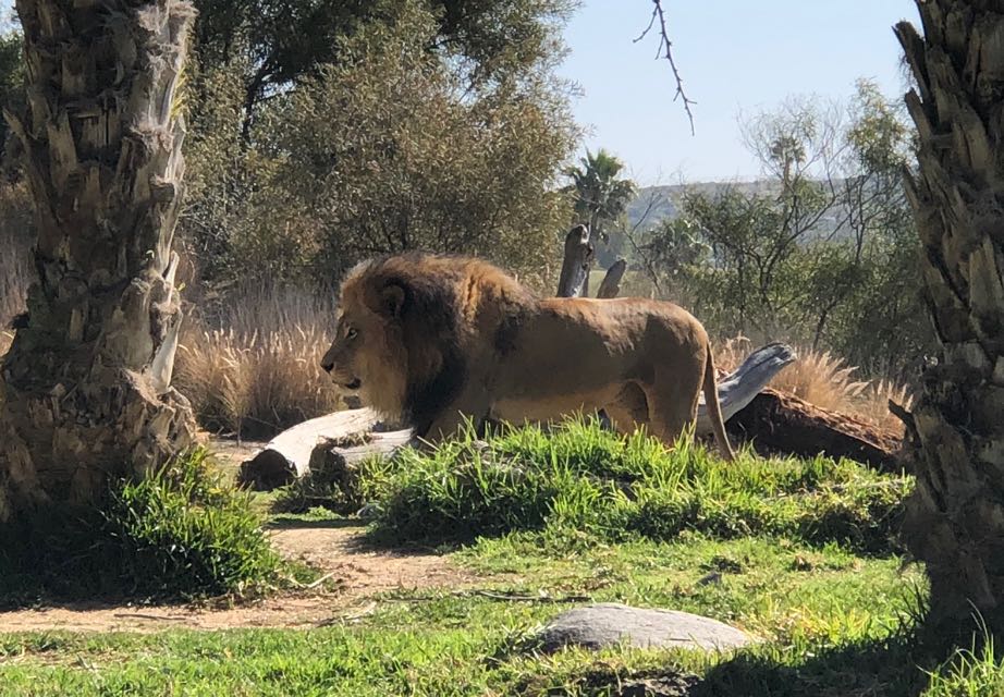 Male Lion on walking paths