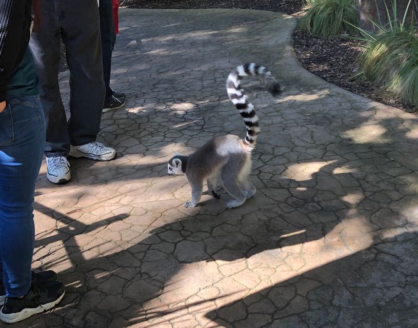 Ring-Tailed Lemur