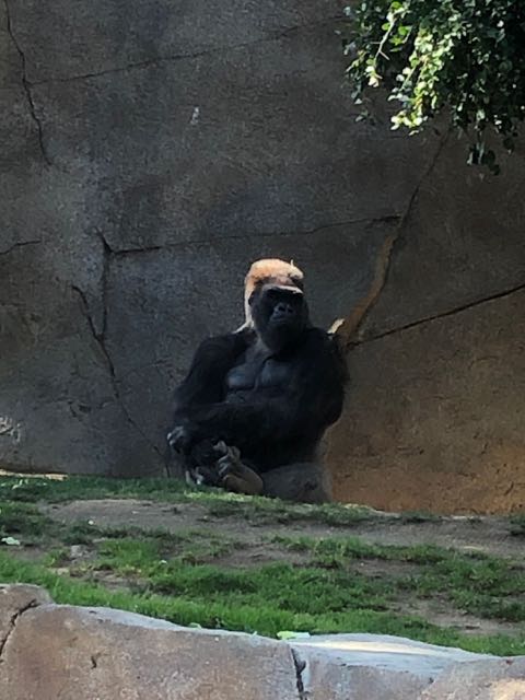 Gorillas