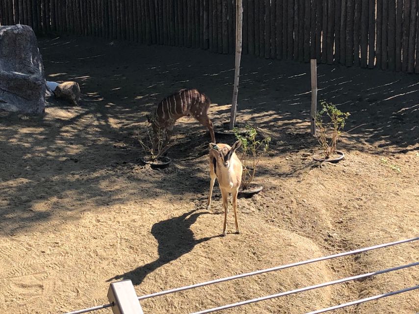 Lowland Nylala (With stripes) & Southern Steenbok (In front)