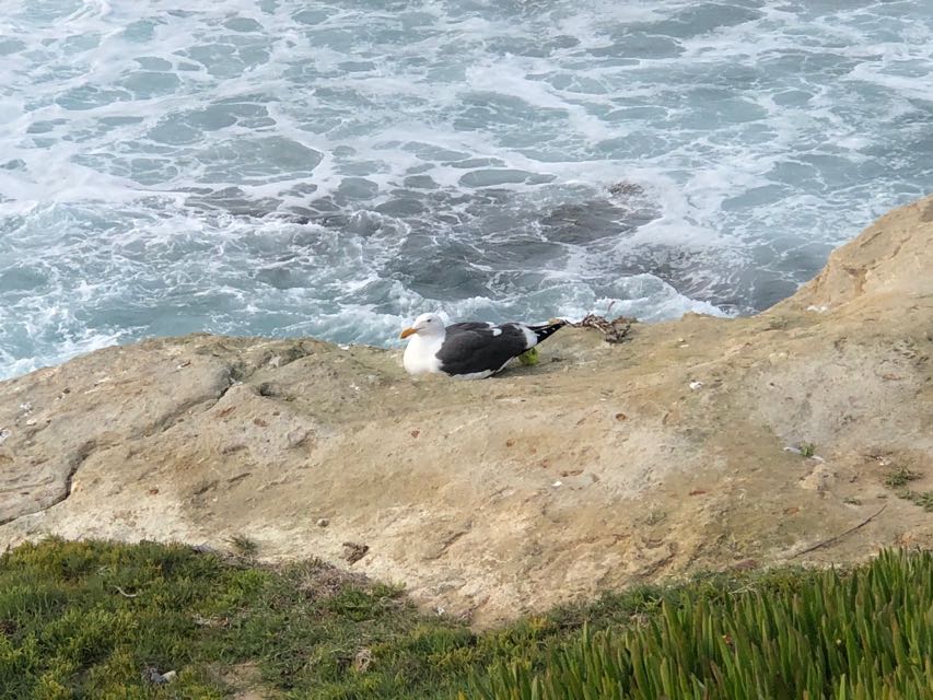 California Gull (Larus californicus)