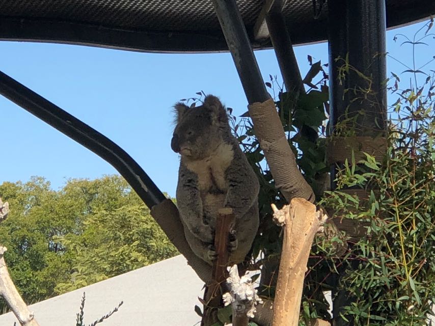 Koala Bear watching