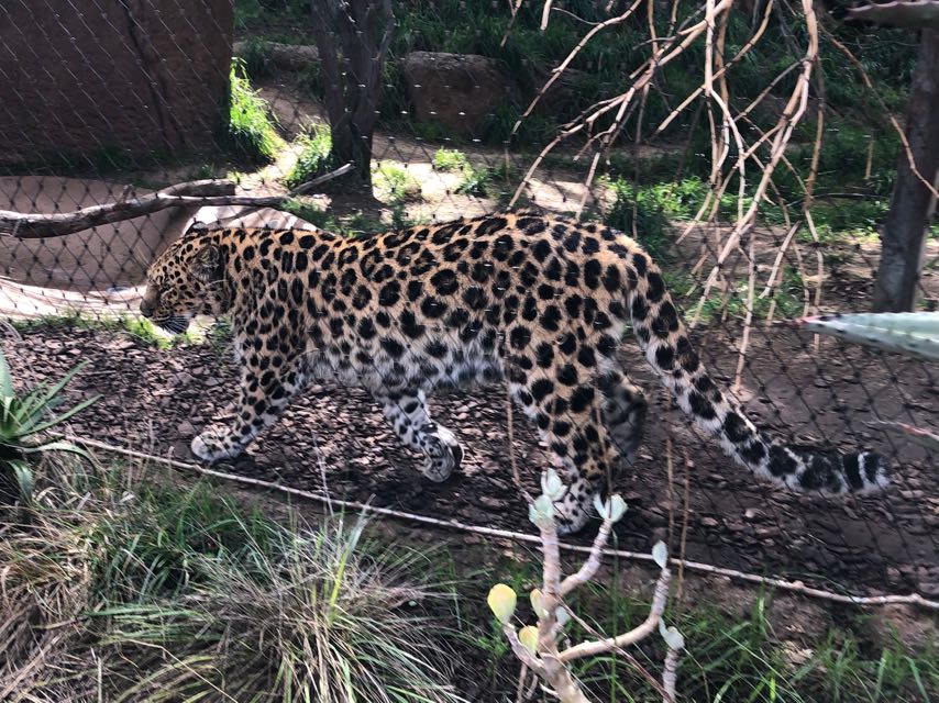 Jaguar