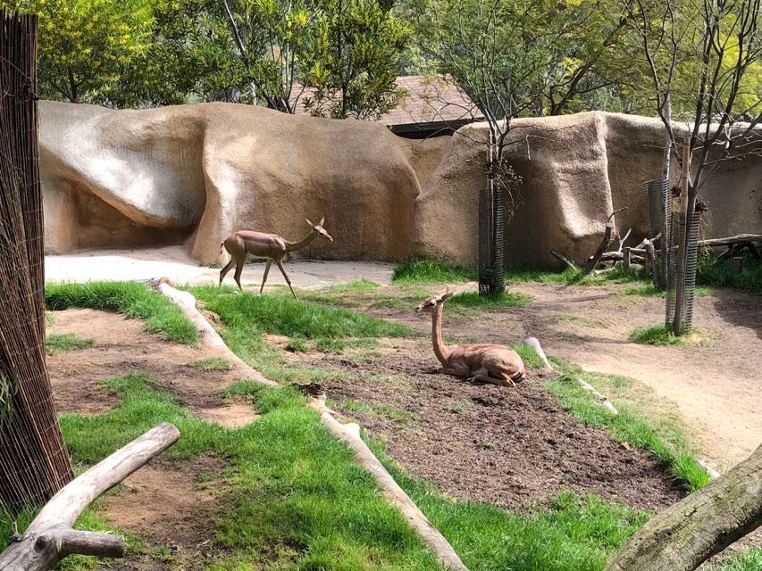 Southern Gerenuk