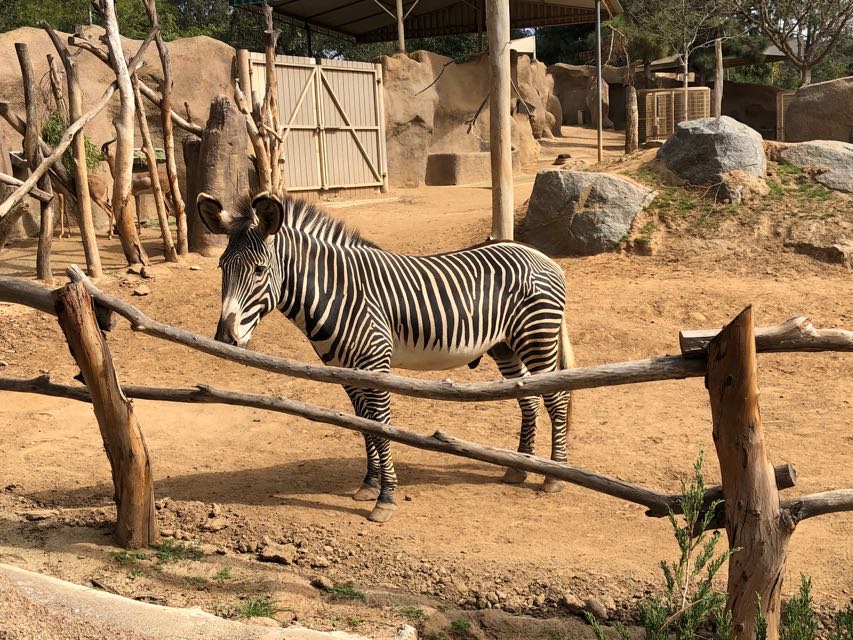 Zebra