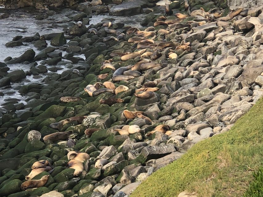 Closeup of Sea Lions among the rocks