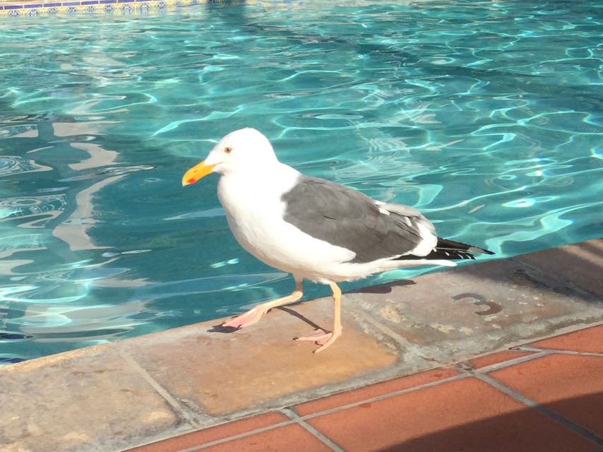 California Gull (Larus californicus)