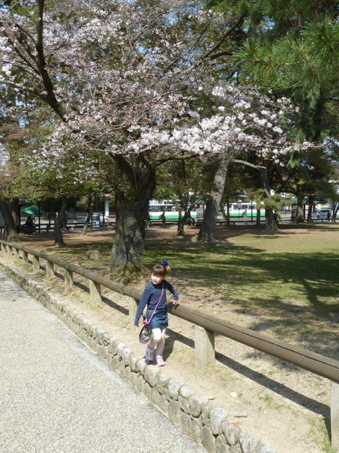 Luca & Cherry Blossoms