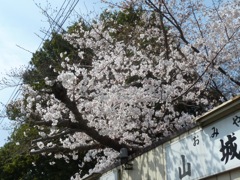 Cherry Blossoms