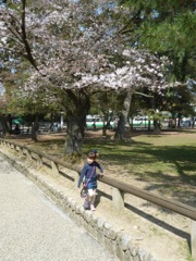 Luca & Cherry Blossoms