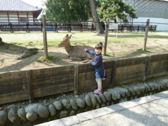 Nara Deer & Luca