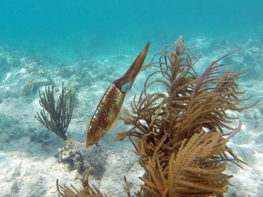 Caribbean Reef Squid 6