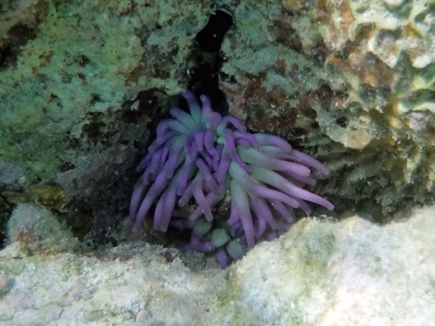 Giant Anemone (3