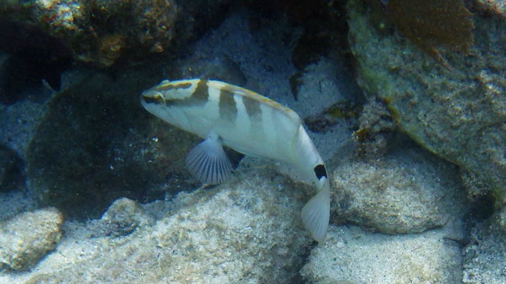 Nassau Grouper