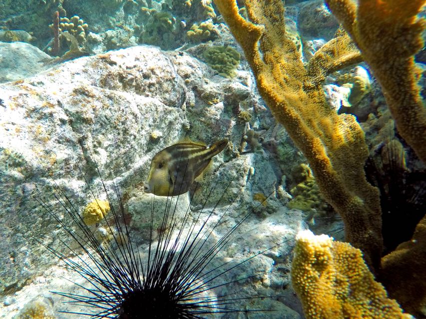 Orange Spotted Filefish 6