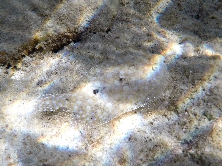 Peacock Flounder Juvenile (4