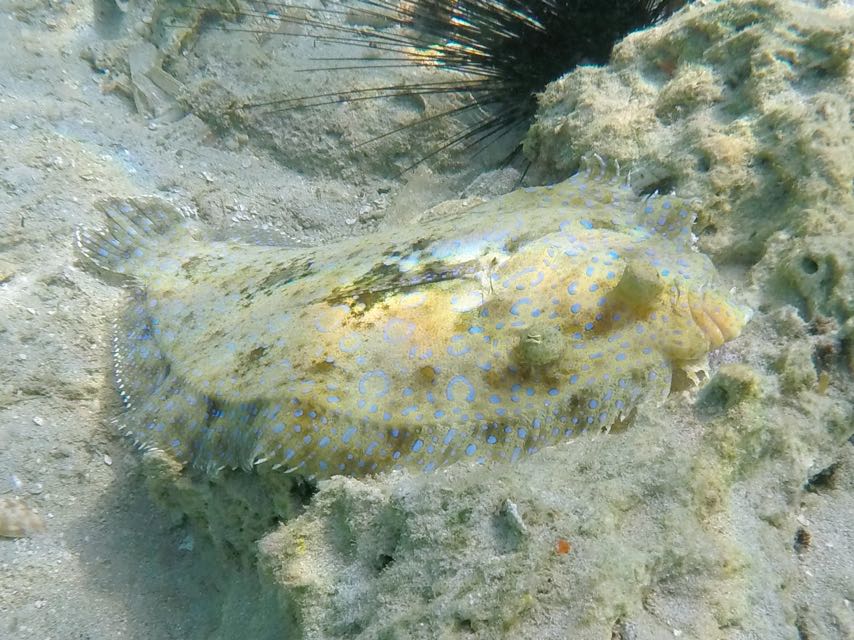 Peakock Flounder 8