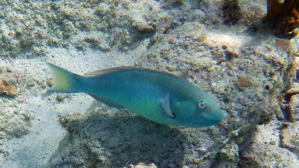 Yellowtail Parrotfish Terminal Phase (20