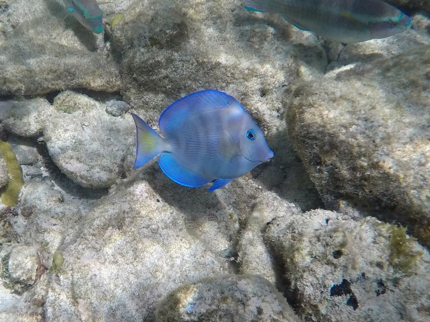 Blue Tang Intermediate 2