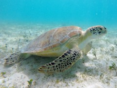 Green Sea Turtle