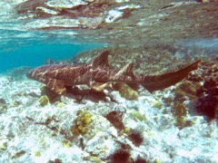 Nurse Shark (8')