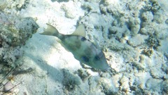 Ocean Triggerfish