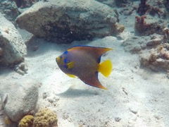 Queen Angelfish