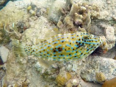 Scrawled Filefish (24