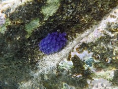 Blue Bell Tunicates