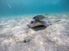 Southern Stingray & Bar Jack