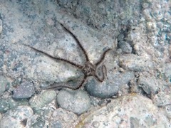 Spiny Brittle Star